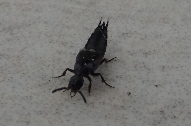 Staphylinidae : Philonthus ?